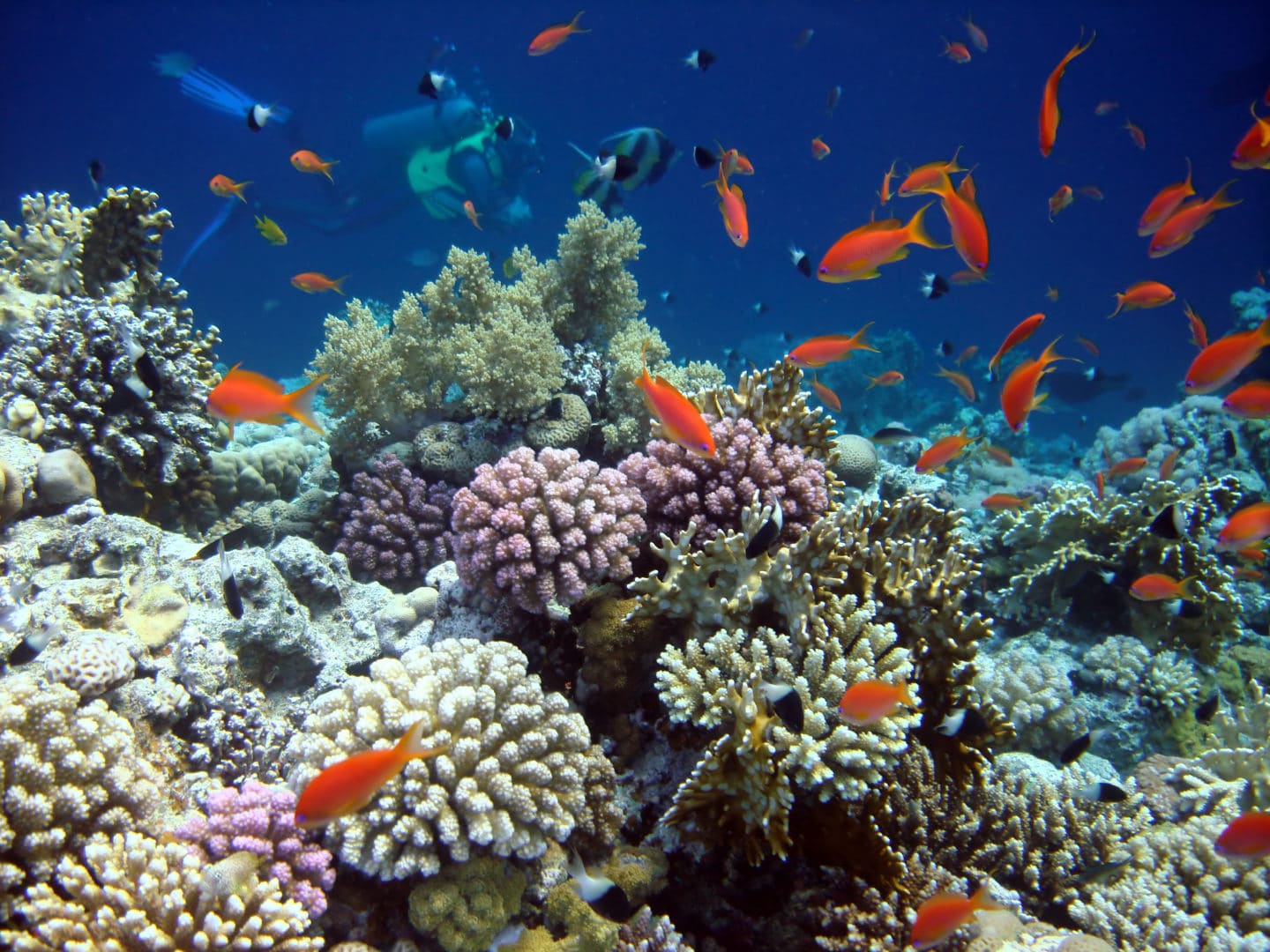 Join Ocean Gardener | Atlantis Bali Diving