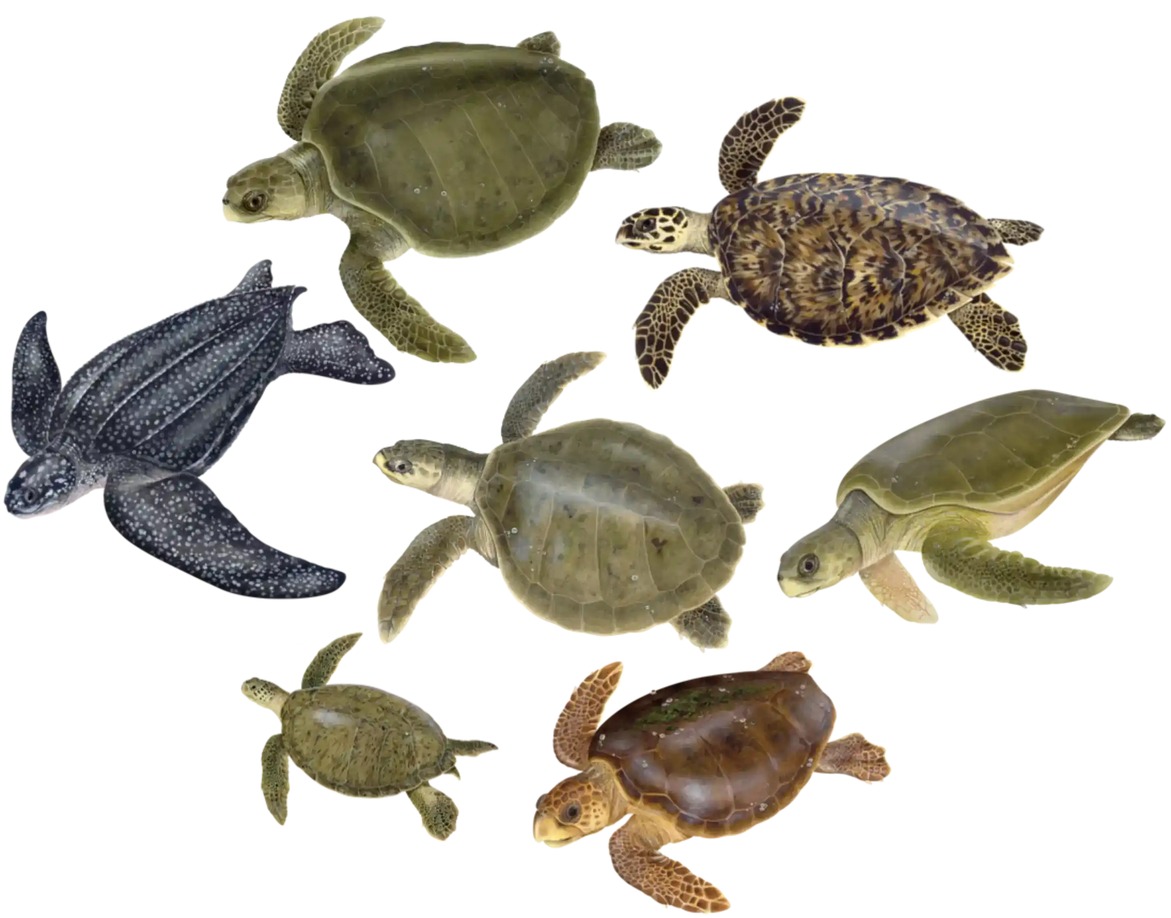 Turtle, Small Turtles, Land Turtles in Variety of Colors , Sea Turtles in  Choice 